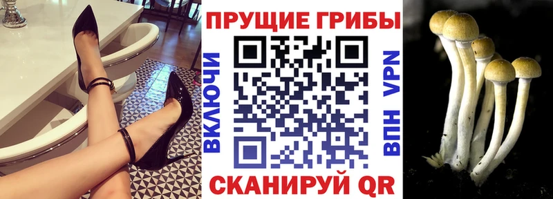 Галлюциногенные грибы мицелий как найти закладки Борзя